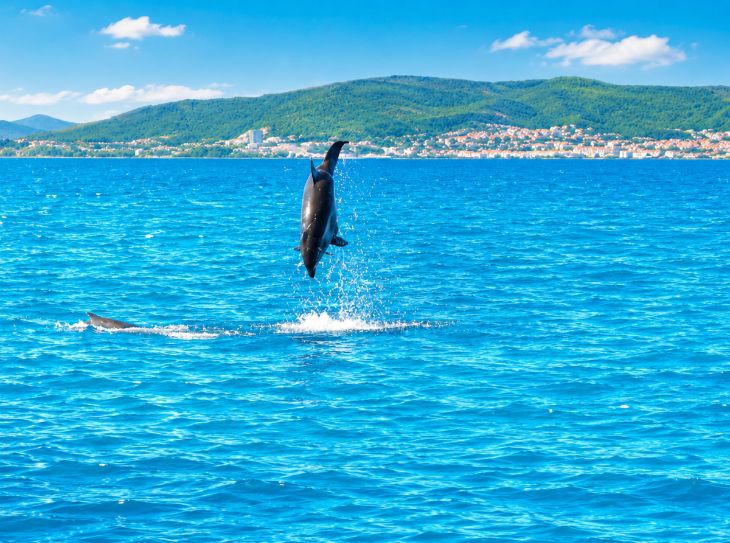 U potrazi za delfinima & otok Vrgada , Vodice